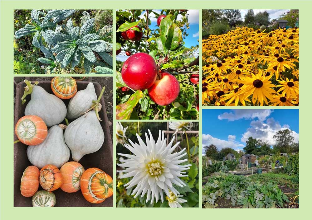 Allotment photo montage