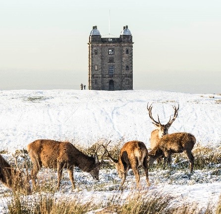 Deer in the snow at Lyme Park