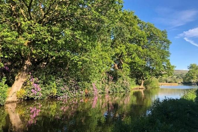 Trees by the river