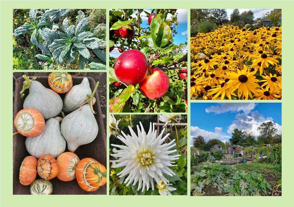 Allotment inspections