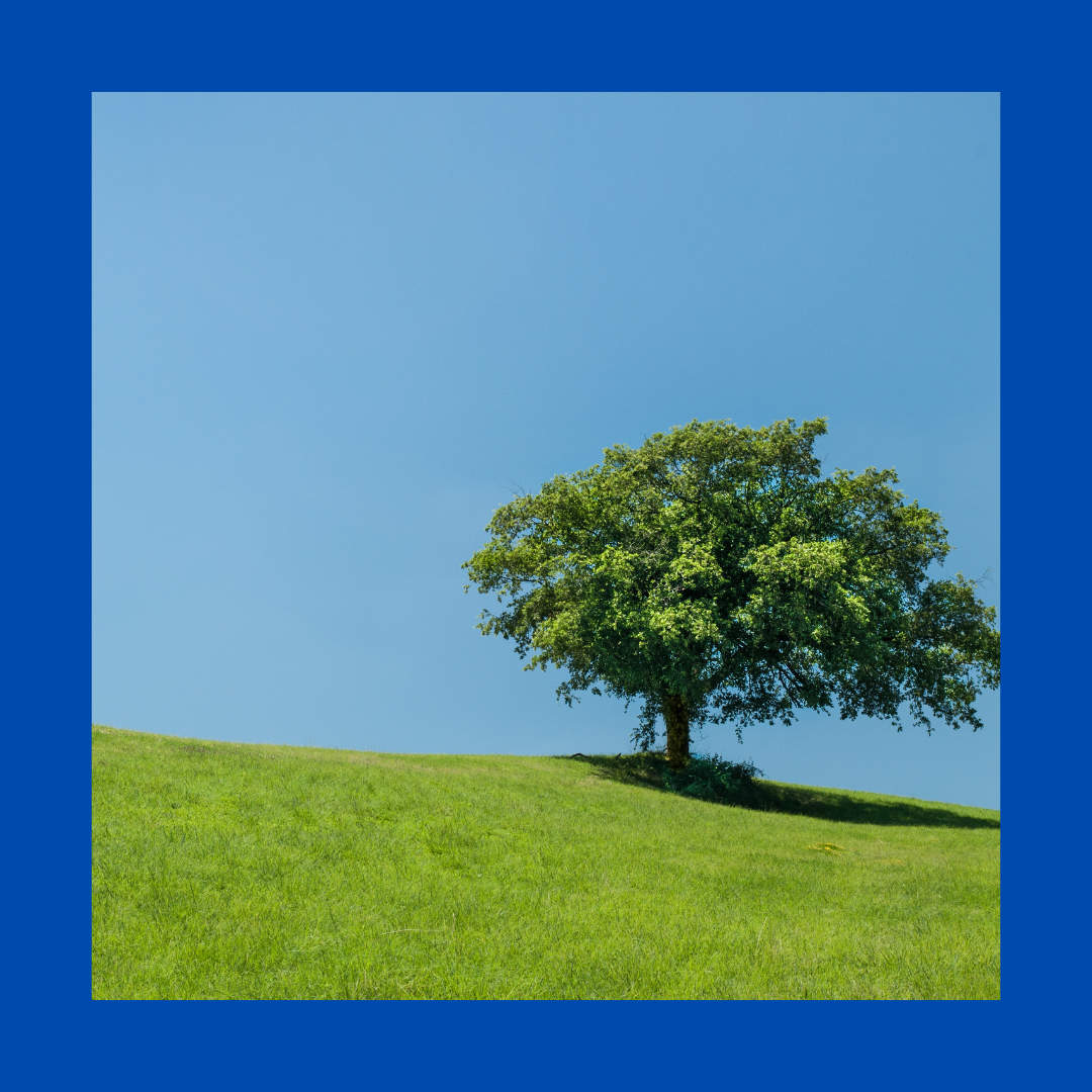 Poynton Town Council is offering opportunities for tree management work